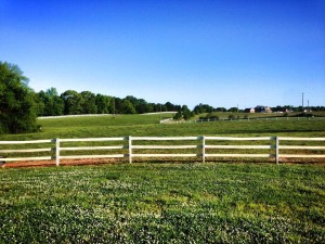 Pasture view